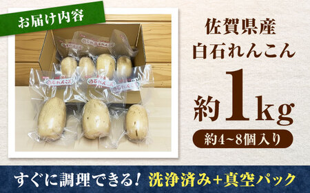 【金賞受賞！】真空パック 松尾青果のこだわり白石れんこん 約1kg(4-8個) / 蓮根 野菜 根菜 / 佐賀県 / 松尾青果[41ASAB001]