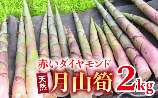 
FYN9-157 《先行予約》『山菜ときのこの里西川町』 月山の初夏の香り 天然月山筍 2kg 筍 たけのこ タケノコ
