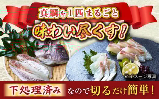 【下処理済み】 真鯛 堪能5点セット ＜大島水産種苗＞ [CBW005] 魚 刺身 ブロック 鯛 タイ たい 魚 刺身 ブロック 贈答 ギフト 冷蔵 