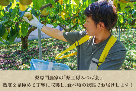 【2024年先行予約】新潟県産 和梨 幸水 10Kg（20～32玉） 《8月中旬以降発送》こうすい 果物 フルーツギフト 秋の味覚 加茂市 梨工房みつば会 梨 梨 梨 梨 梨