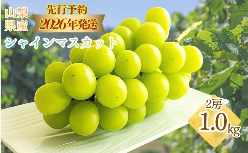 【2026年 先行予約】山梨県産　シャインマスカット 約1.0kg ２房 | 山梨 フルーツ 人気 甘い 糖度  ぶどう シャイン マスカット 名産 糖度 大粒 種無し 種なし やまなし 葡萄 ブドウ フルーツ 果物 くだもの シャインマスカット デザート スイーツ
