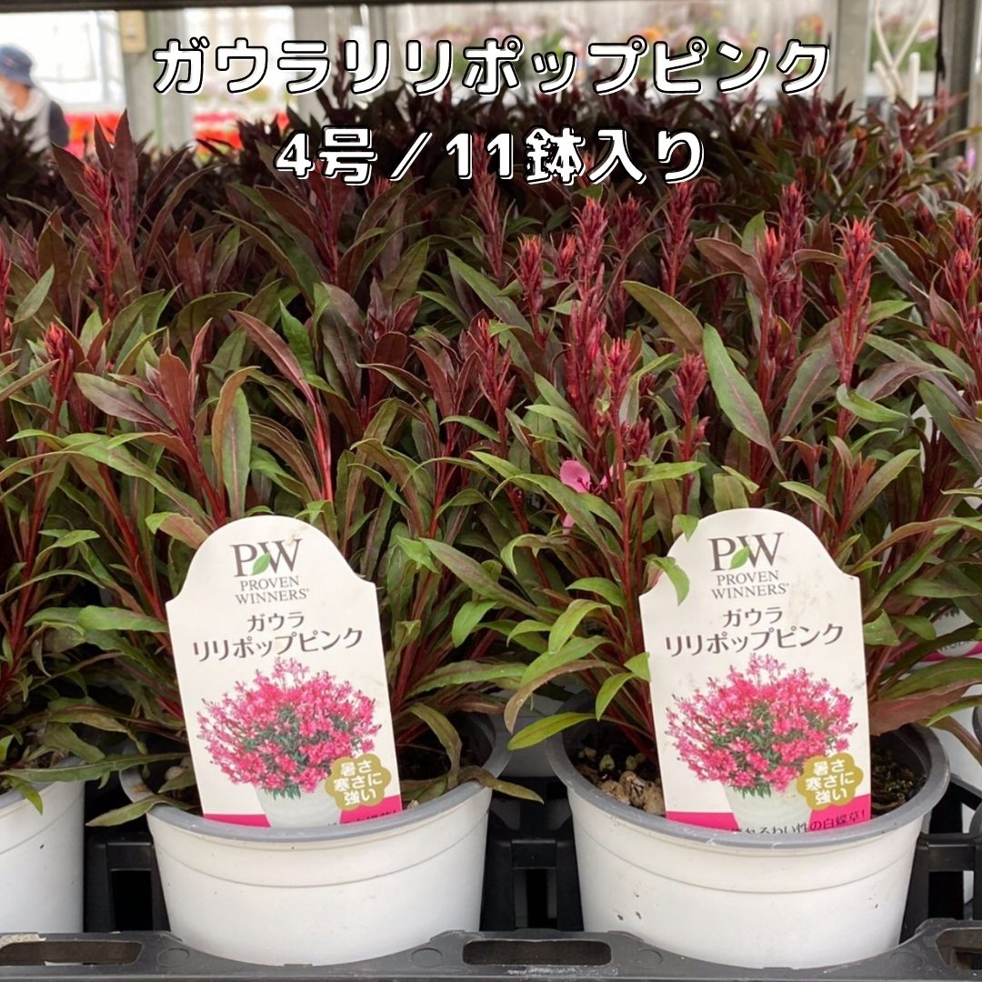 【ふるさと納税】【2026年4月中旬より順次発送】ガウラリリポップピンク(4号鉢) 11鉢セット｜ガウラリリポップピンク 花 季節の花 須貝花園 先行予約 茨城県 行方市(C-14)