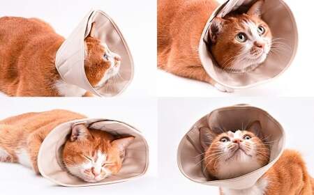 【Mサイズ】ぽぽねこ 軽くて柔らかい猫用エリザベスカラー 傷口が見えにくい・ソフト・軽量タイプ「共通返礼品」 | 布製 防汚 撥水 撥油素材 エリザベスカラー ペット ペット用品 ねこ ネコ 茨城県 