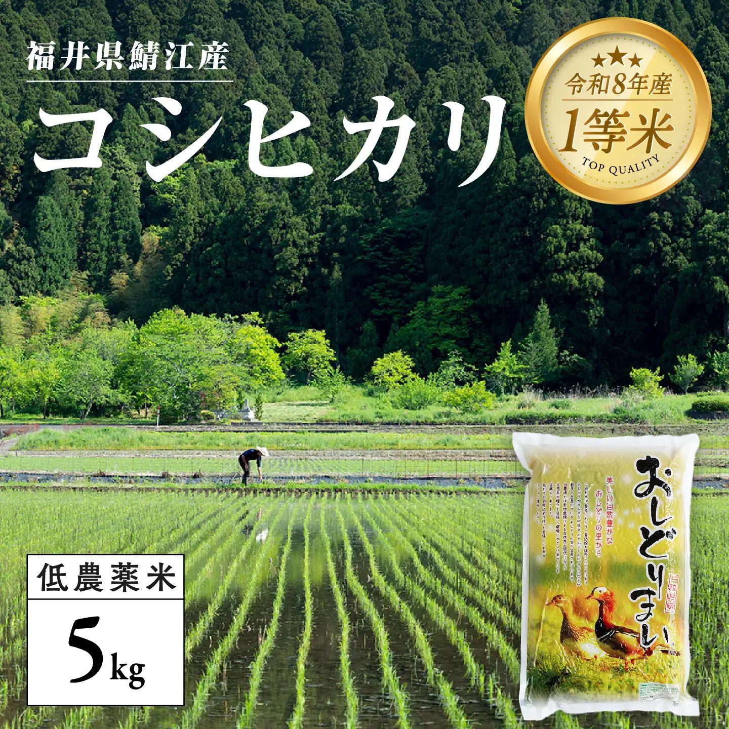 【令和8年産新米！】【先行予約】【2026年9月下旬以降順次発送予定】福井県産 おしどり米 コシヒカリ 5kg 白米 精米 