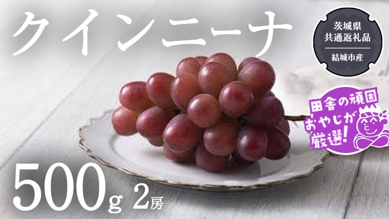 
            クインニーナ 500g×2房【2025年9月より発送開始】（茨城県共通返礼品 [ぶどう]：結城市産） ぶどう ブドウ 葡萄 果物 フルーツ 茨城県産
          