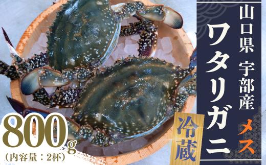 ワタリガニ 冷蔵 ワタリガニ メス 2杯 (約800g)【ワタリガニ 渡り蟹 わたりがに カニ かに 鍋 パスタ 味噌汁 カニ ワタリガニ メス 内子 卵 新鮮 甲殻類 蟹 かに 蟹みそ お祝い 魚介 山口県 宇部市 北海道・東北・沖縄・離島配送不可／着日指定必須】