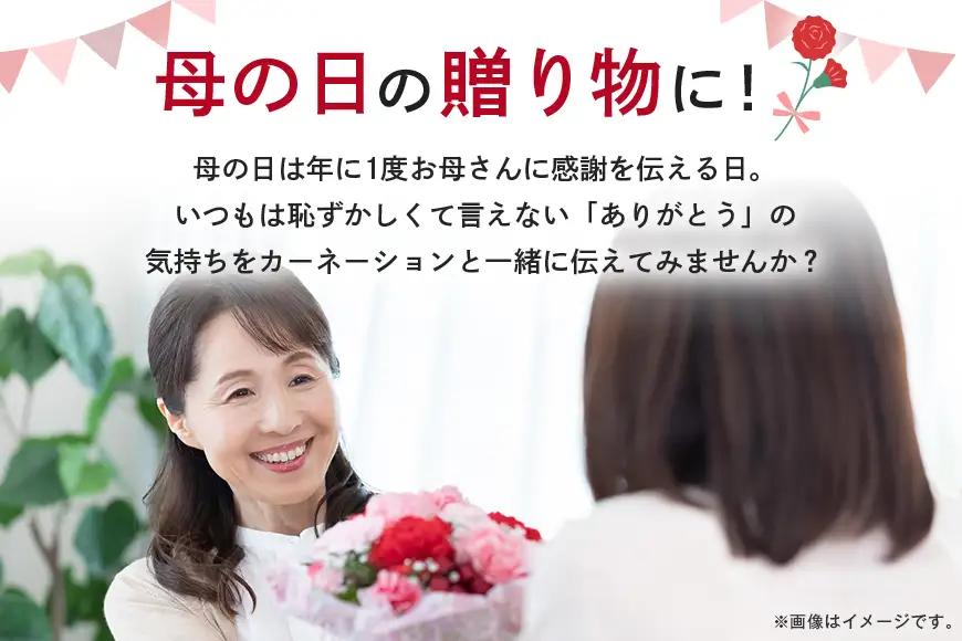 カーネーション 赤系 鉢植え 母の日 贈り物 A07-006 