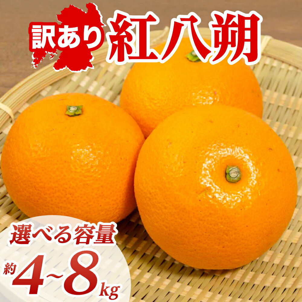 【ふるさと納税】【先行予約】 【訳あり】 紅八朔 約4kg～8kg 【選べる容量】 八朔 はっさく ハッサク 柑橘 果物 くだもの フルーツ 熊本県 八代市 送料無料 【2027年1月下旬より順次発送】