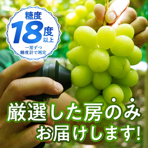 〈2026年度配送分〉【全房糖度測定済み】 山梨県産 特選シャインマスカット 2房（約1.1kg） シャインマスカット 先行予約 2026年 山梨県 ブドウ 種なし リピーター多数 数量限定 草生栽培