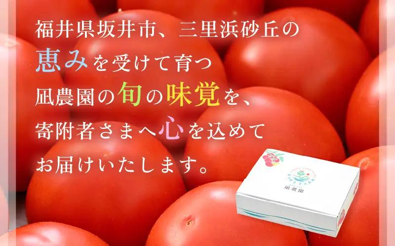先行予約 完熟ミディトマト 1kg 中玉トマト 2026年10月上旬以降順次発送予定 [A-22101]