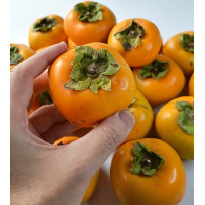 ふるさと納税 九度山町 アンポ干し柿用平核無(ヒラタネナシ)渋柿AP-約1.5〜2kg 約9〜12果実 |  | 02