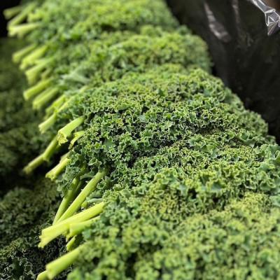 ふるさと納税 佐久穂町 サラダケール1kg　〜おいしくて栄養満点　 のらくら農場の自信作!〜 |  | 01