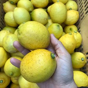 【訳あり】 数量限定 もりのしずくレモン イエローレモン 3kg 国産 レモン 先行予約 レモン れもん 檸檬 レモン果汁 酸味 果物 ビタミン 健康 フルーツ 柑橘 農家直送 産地直送 数量限定 国