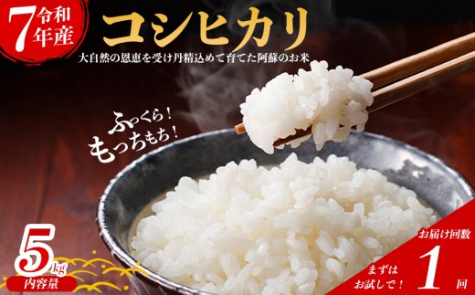 【令和7年産】 コシヒカリ 5㎏ 5キロ 1回 こしひかり 米 こめ コメ お米 おこめ 白米 ブランド米 銘柄米 熊本県産 熊本産 熊本県 阿蘇市