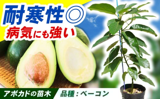 アボカド苗木 中苗 品種【ベーコン】長崎県産 耐寒性有り / アボカド 苗木 国産 苗 定植 / 諫早市 / アボカド長崎農園 [AHEA004]