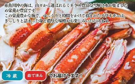 【先行予約】越後 本ズワイガニ 800g×2杯 計1.6㎏ 姿 糸魚川産 浜茹で 鮮度が命！茹でたて直送 日本海 磯貝鮮魚店 ずわいがに かに カニ 蟹  新潟県