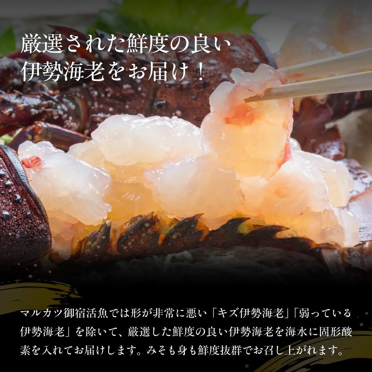 活伊勢海老700ｇ（300～400ｇ×2匹）  ONJB044