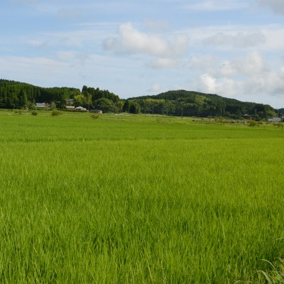 【令和6年産米】　ふっくら大粒　千葉県いすみ市産粒すけ　精米10kg(5kg×2袋)