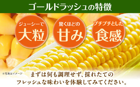 【先行予約】朝採れ とうもろこし 10本 ゴールドラッシュ【遠藤ファーム】 トウモロコシ [BDAF004]