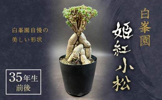 姫紅小松 35年生前後 【白峯園】 塊根植物 トリコディアデマ バルボサム Trichodiadema bulbosum 観葉植物盆栽 観葉 植物 コーデックス メセン インテリア F21J-271