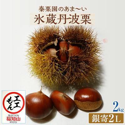 ふるさと納税 福知山市 秦栗園のあま〜い氷蔵丹波栗 銀寄2L 2kg【熟成】生栗 大粒 11月上旬発送