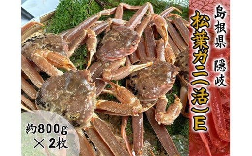2705　【木村鮮魚店提供】　隠岐松葉ガニ(活)E