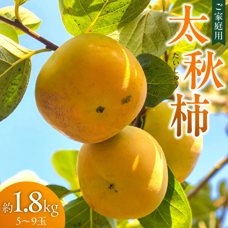 【ふるさと納税】訳あり品 10月より順次発送 池尻農園 太秋柿 5 ～ 9玉 約 1.8kg ご家庭用 柿 10月 最盛期 完全甘柿 早生品種 大玉 甘み 強い シャキシャキ 食感 条紋 美味しさ 際立つ 種 少ない 食べやすい 人気 国産 九州産 フルーツ 果物 お取り寄せ 福岡県 久留米市