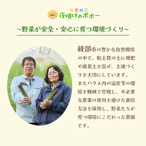 京都府産 極甘ホワイトコーン 12本（約4.5～5kg）【 とうもろこし トウモロコシ コーン ホイップコーン 季節の野菜 農家直送 旬 旬野菜 国産 野菜 朝採り 産地直送 期間限定 甘い コーン 