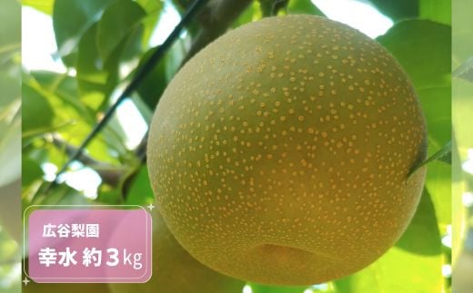 
            幸水 約3kg / 広谷梨園 / 梨 なし 果物
          