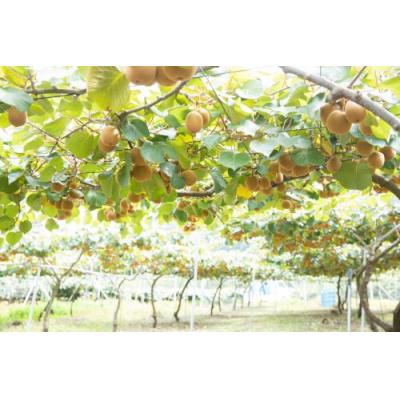 ふるさと納税 善通寺市 善通寺市産キウイ　「さぬきゴールド」 |  | 03