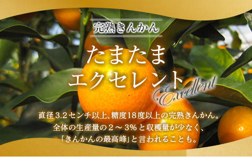 ＜2027年発送＞完熟きんかん「たまたまエクセレント」 糖度18度以上 約1kg 宮崎県産
