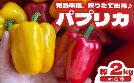 パプリカ 2kg 和 パプリカ 国産 牧之原産 和ぷりか 赤 ＆ 黄色 セット サラダ 野菜 新鮮 やさい パプリカ ぱぷりか パプリカ