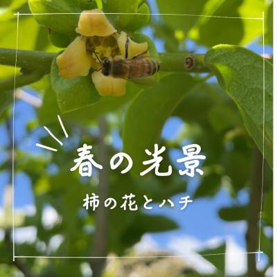 ふるさと納税 天理市 訳あり【令和8年10月下旬より順次発送】たねなし柿L〜2Lサイズ(16〜18個入り) |  | 01