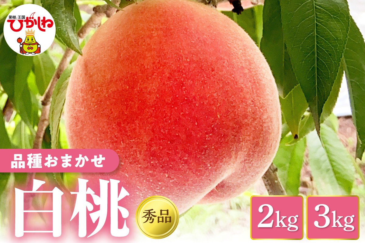 
                  【2026年産】 白桃（品種お任せ） 秀品（選べる内容量：2kg / 3kg） 山形県 東根市 フルーツピッカー提供 hi097-001-o
                