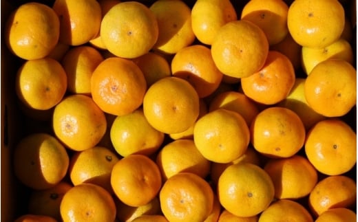 【ご家庭用】手選別 温州みかん 約1.5kg 和歌山県産 2S~2Lサイズ混合※2025年11月上旬～2026年2月中旬ごろに順次発送【mrmt006】