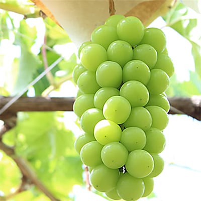 【発送月固定定期便】山梨の人気フルーツ!桃とシャインマスカットの定期便 全2回【配送不可地域：離島・沖縄県】