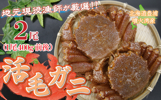 【令和8年度発送先行予約】【地元現役漁師が厳選】活毛ガニ 2尾（1尾400g前後）毛ガニ 冷蔵 TYUR032