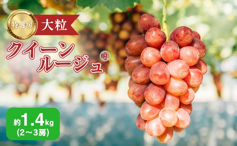 ぶどう 長野 クイーンルージュⓇ 約 1.4kg 2～3房 特選 大粒 種なし 皮ごと 産地直送 フルーツ 果物 デザート おやつ シャインマスカット 葡萄 秋 旬 旬の果物 旬のフルーツ 信州 信州