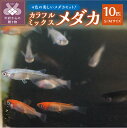 【ふるさと納税】メダカ 生体 カラフル 雌雄均等 10匹 赤系 白系 黒系 青系 ミックス Sサイズ Mサイズ 沖縄・離島へは配送できません k084-005