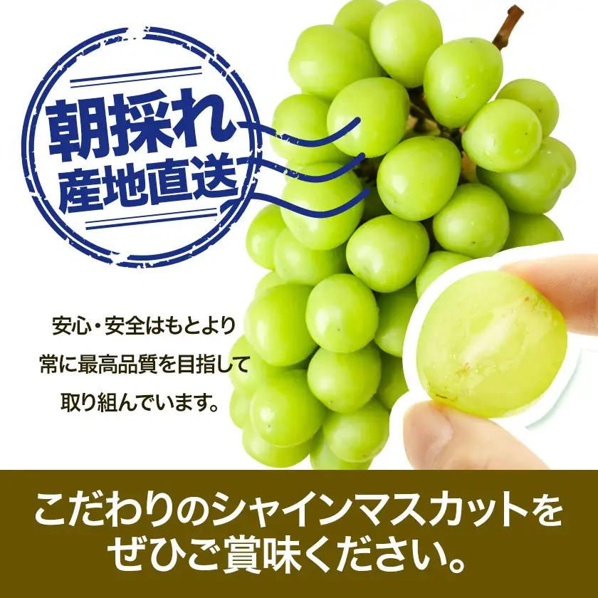 贈答用 フルーツ王国 岡山県産 シャインマスカット 化粧箱入り 2房