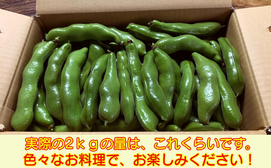 【 先行予約 】 種子島 農園 のむさん 早春 の そらまめ 4ｋｇ　NFN300【600pt】