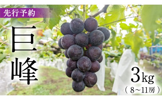 
                  【2025年9月上旬発送開始】 巨峰 3kg ( 種あり 8～11房 )( 桜川市・石岡市共通返礼品 ) 数量限定 ぶどう ブドウ 果物 フルーツ 旬 人気 産直 採れたて 新鮮 国産 産地直送 [FB003sa]
                