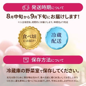 ルビーロマン 1房 約500g（1箱）【2026年収穫分】｜ ぶどう ぶどう 葡萄