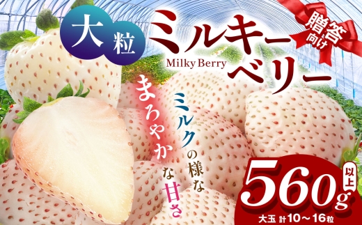【先行予約】【2月発送】希少な白いちご ミルキーベリー いちご ギフト｜280g×2p 2月 贈答品 プレゼント 新鮮 完熟 いちご 旬  苺 高級 産地直送 大容量 人気 高評価 真岡市 栃木県 送料無料