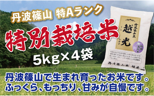 【令和7年産 2025年9月以降、順次発送】丹波篠山産　特Aランク　特別栽培米　越光（５ｋｇ×４袋） 兵庫県 丹波篠山市 白米 100％単一原料米 産地直送米 贈答 おいしい お米 精米 コシヒカリ ブランド おこめ 健康 ギフト 内祝い 贈り物 送料無料 おすすめ 人気 口コミ