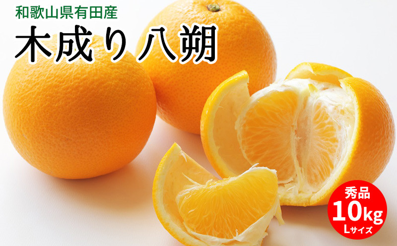 
                  【2027年先行予約】木成り八朔 秀品 約10kg Lサイズ 和歌山県有田産【はっさく ハッサク 八朔 和歌山】_U6231n
                
