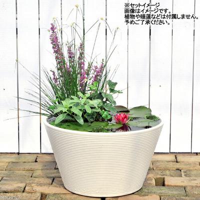 ふるさと納税 邑楽町 睡蓮鉢 メダカ鉢 金魚鉢 直径44cm 高さ25cm 軽量2kg|09_chm-cs0101e |  | 02