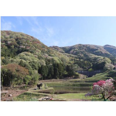 ふるさと納税 五霞町 【数量限定】山桜はちみつと春の田舎はちみつ3種セット280g×計3本[B3山桜] |  | 02