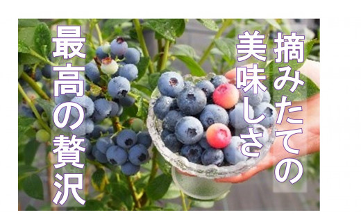 【期間限定】［体験型］四日市で旬の味を体験！「ブルーベリー狩り」ペア