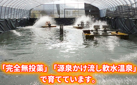 完全無投薬養殖！大分水産の温泉うなぎ蒲焼（カット）70ｇ×2 お試しにどうぞ！＜104-001_5＞